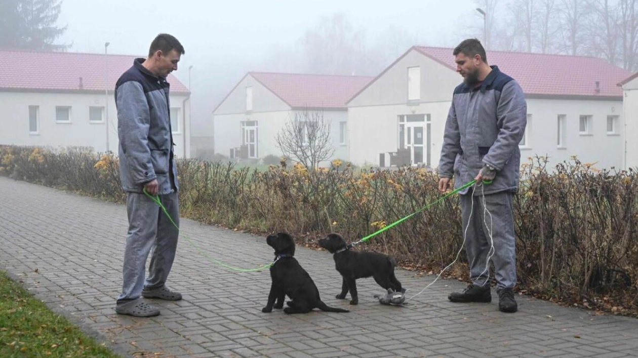 Prisoners Train Puppies to Be Assistance Dogs