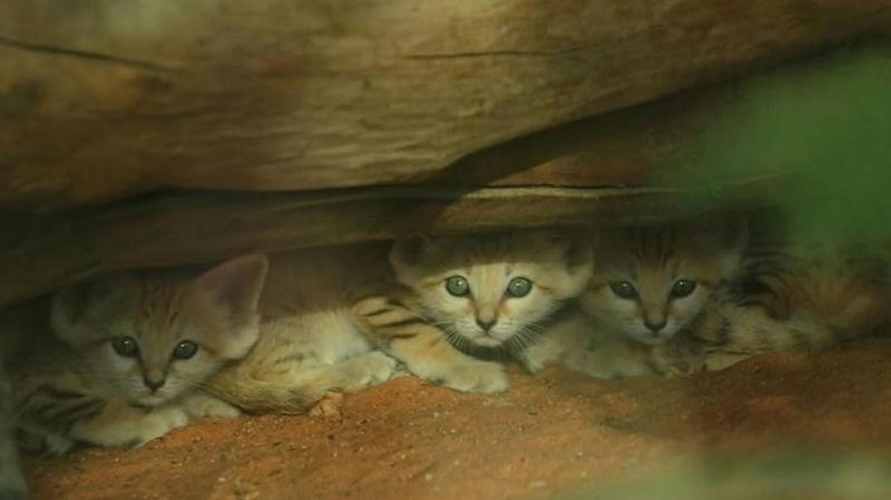 Новорожденные барханные котята в зоопарке Аль-Айна: успех и надежда