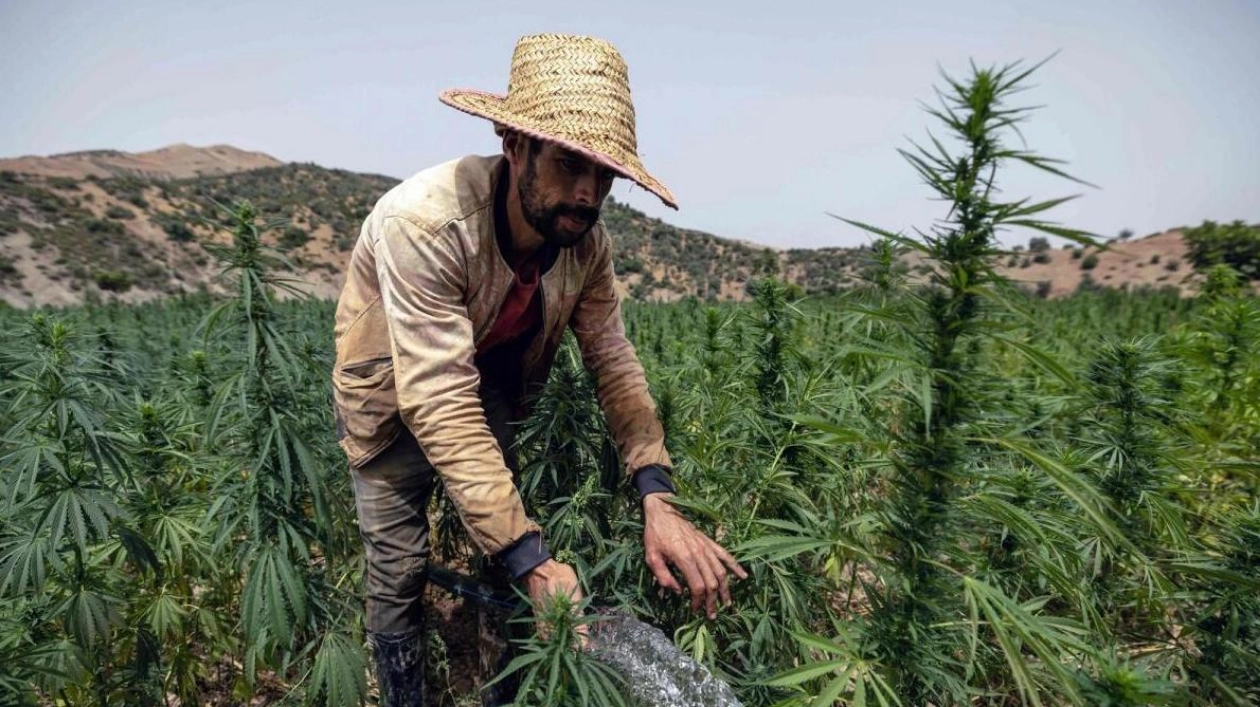 Morocco's Legal Cannabis Cultivation Impacts Illegal Trade