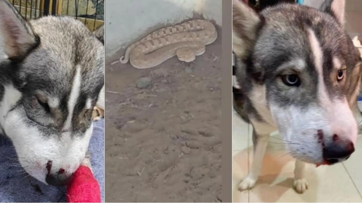 Huskies Bitten by Viper: Rescue Efforts and Coexistence in Umm Al Quwain