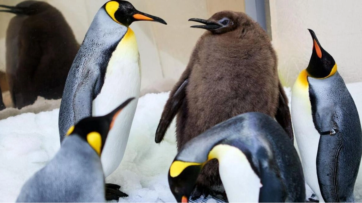 Pesto the Penguin: A Colossal King Chick