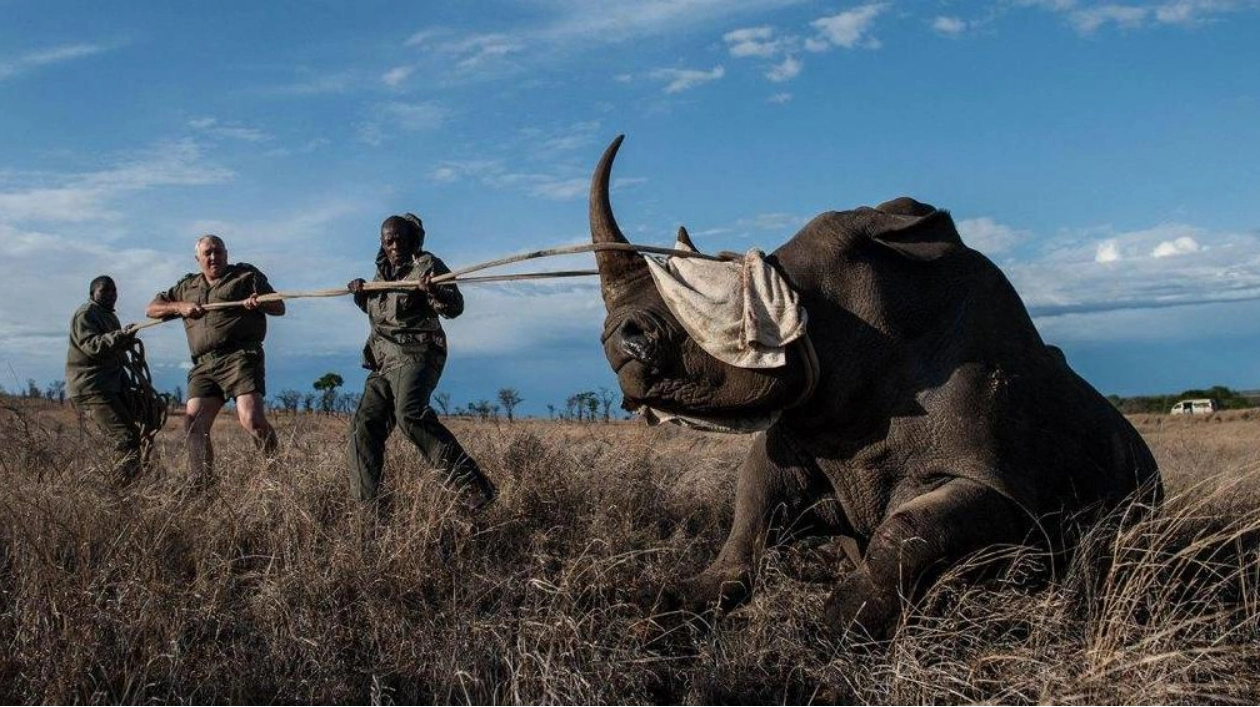 Forensic Entomology: A Tool Against Rhino Poaching