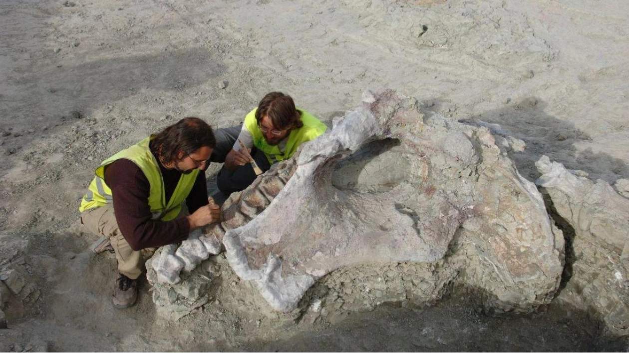 New Dinosaur Species Discovered in Spain