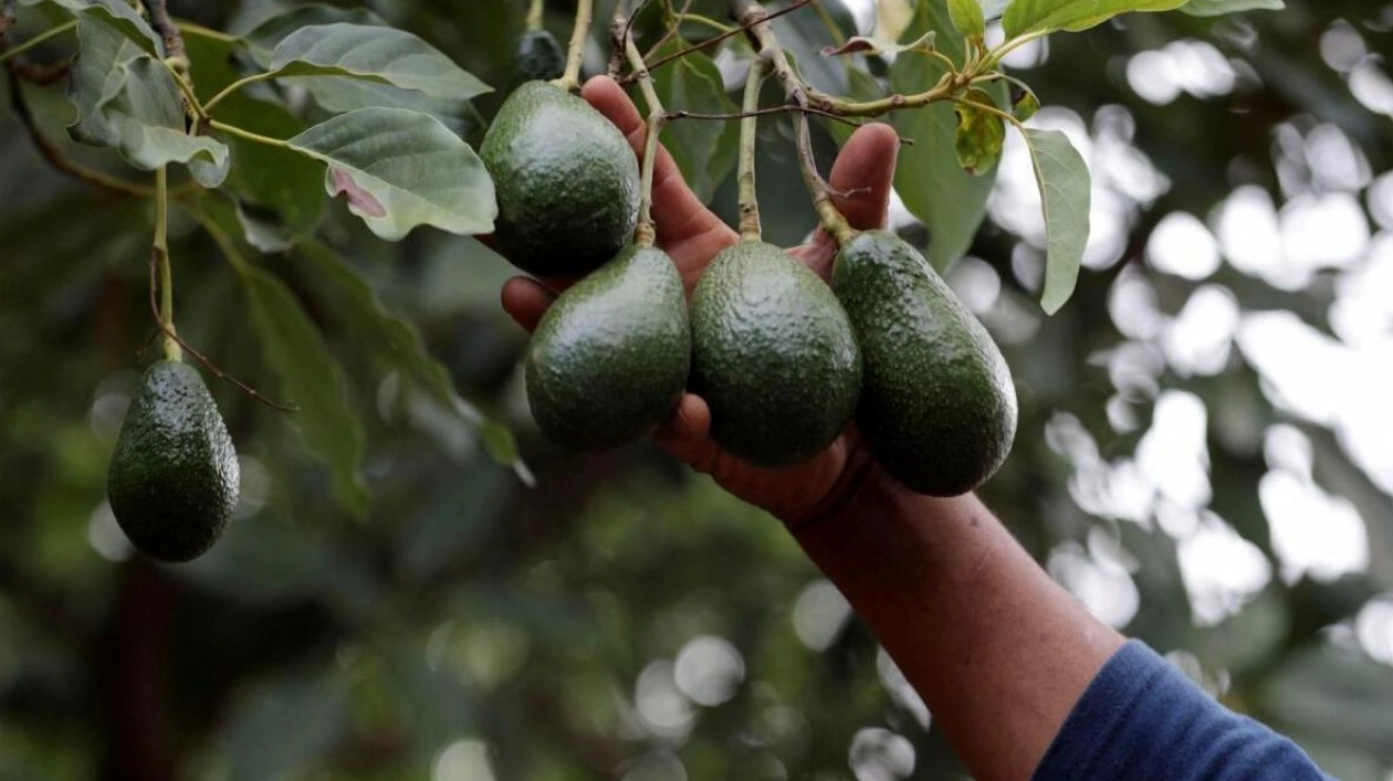 Bulldozers Dig for 'Green Gold' Amid Avocado Farming Crisis