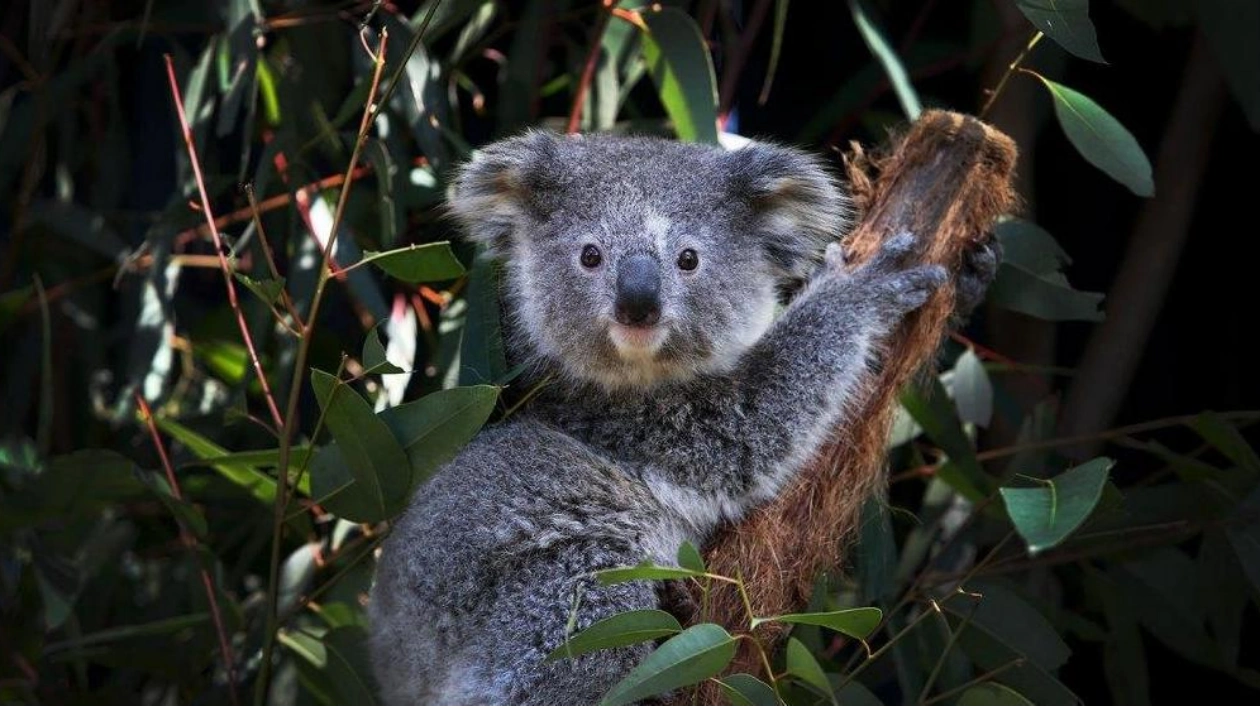 New Technique 'Sniffs' Out Koalas in the Wild