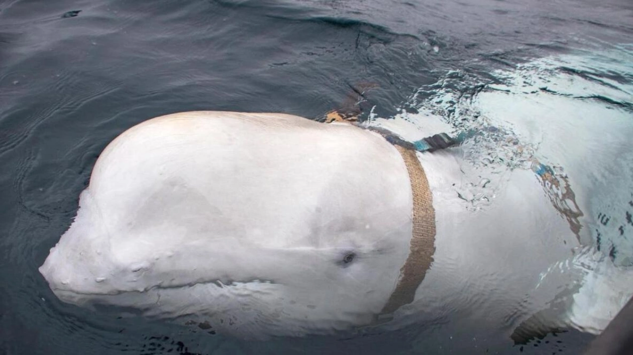 Beluga Whale 'Hvaldimir' Killed by Gunfire in Norway