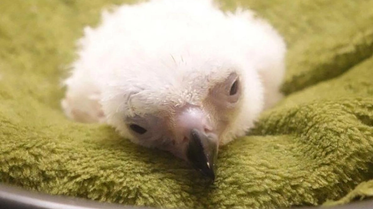 Philippine Eagle Chick Dies After Artificial Insemination