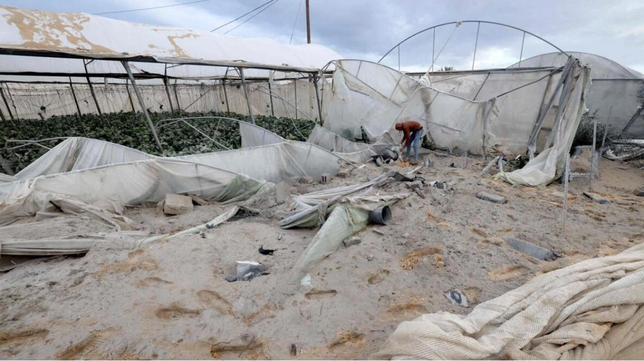 Gaza's Agricultural Lands Ravaged by War