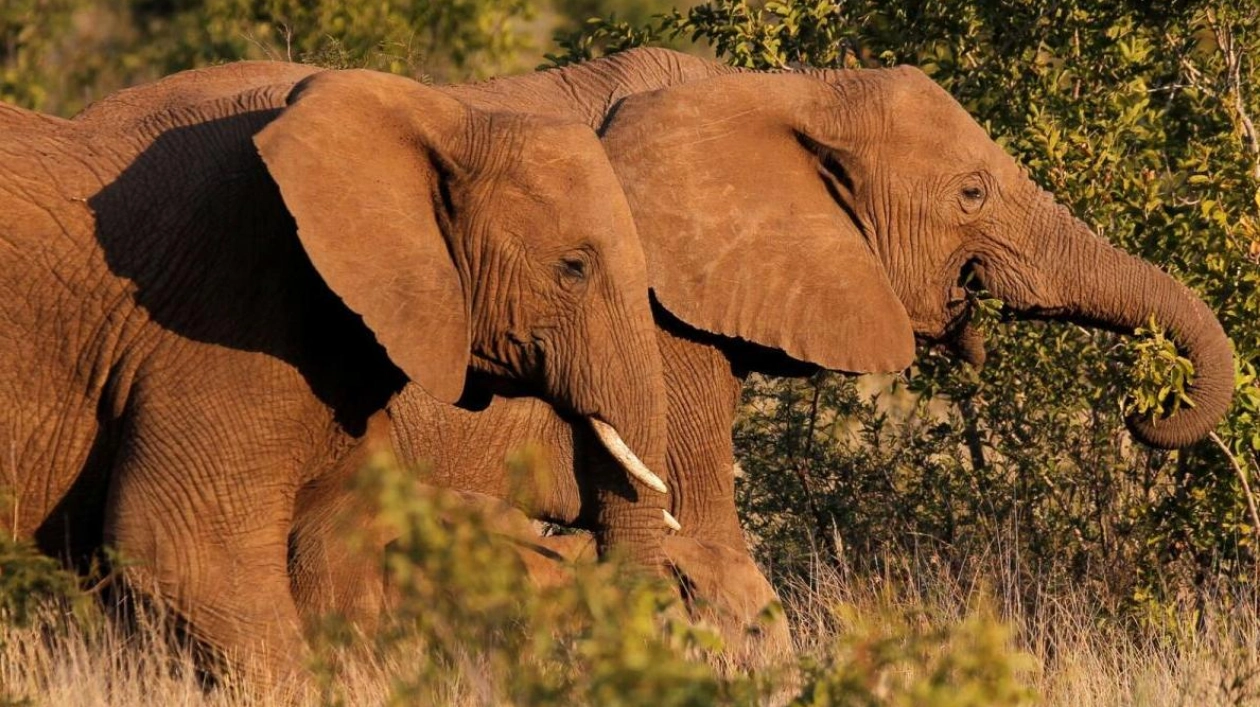 Spanish Tourist Killed by Elephant at South African Park