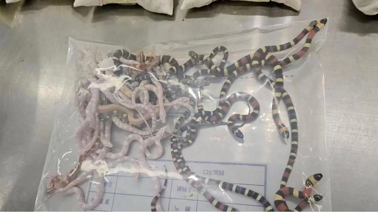 Man Caught Smuggling Over 100 Snakes into China in Trousers