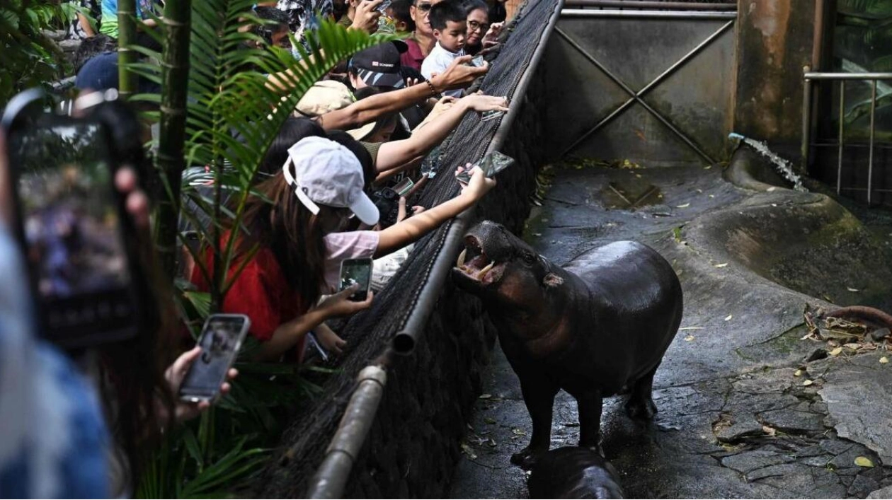 Moo Deng: The Pygmy Hippo's Viral Rise and Conservation Impact