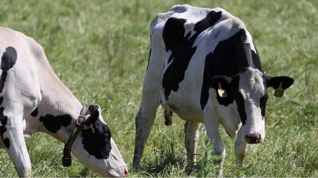 US States Lead Efforts in Managing Avian Flu Outbreak in Dairy Cattle