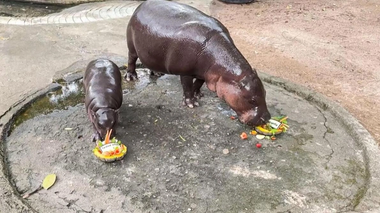 Thai Hippo Moo Deng Predicts Trump's White House Return