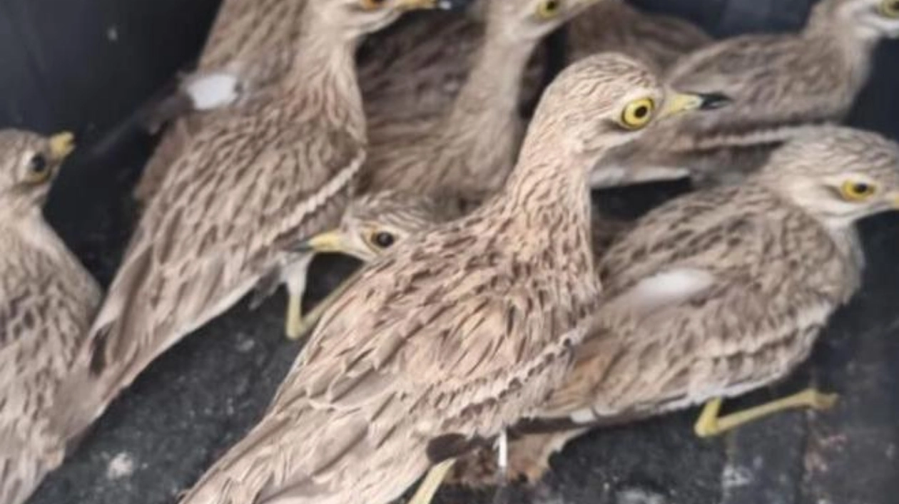 Sharjah Authority Seizes Endangered Migratory Birds