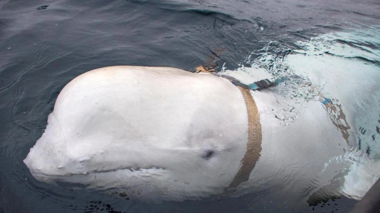 Norwegian Police Rule Out Foul Play in Beluga Whale's Death