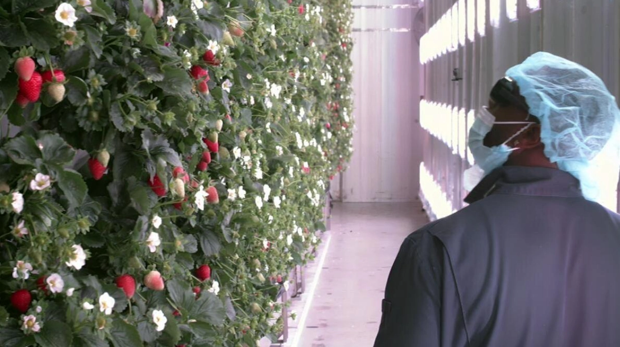 First Indoor Vertical Strawberry Farm to Launch in Abu Dhabi