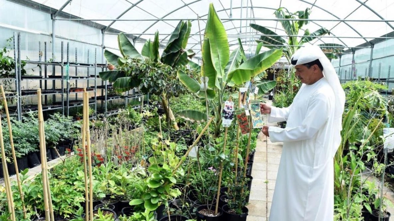 Emirati Farmer Pioneers Cocoa Cultivation in Fujairah