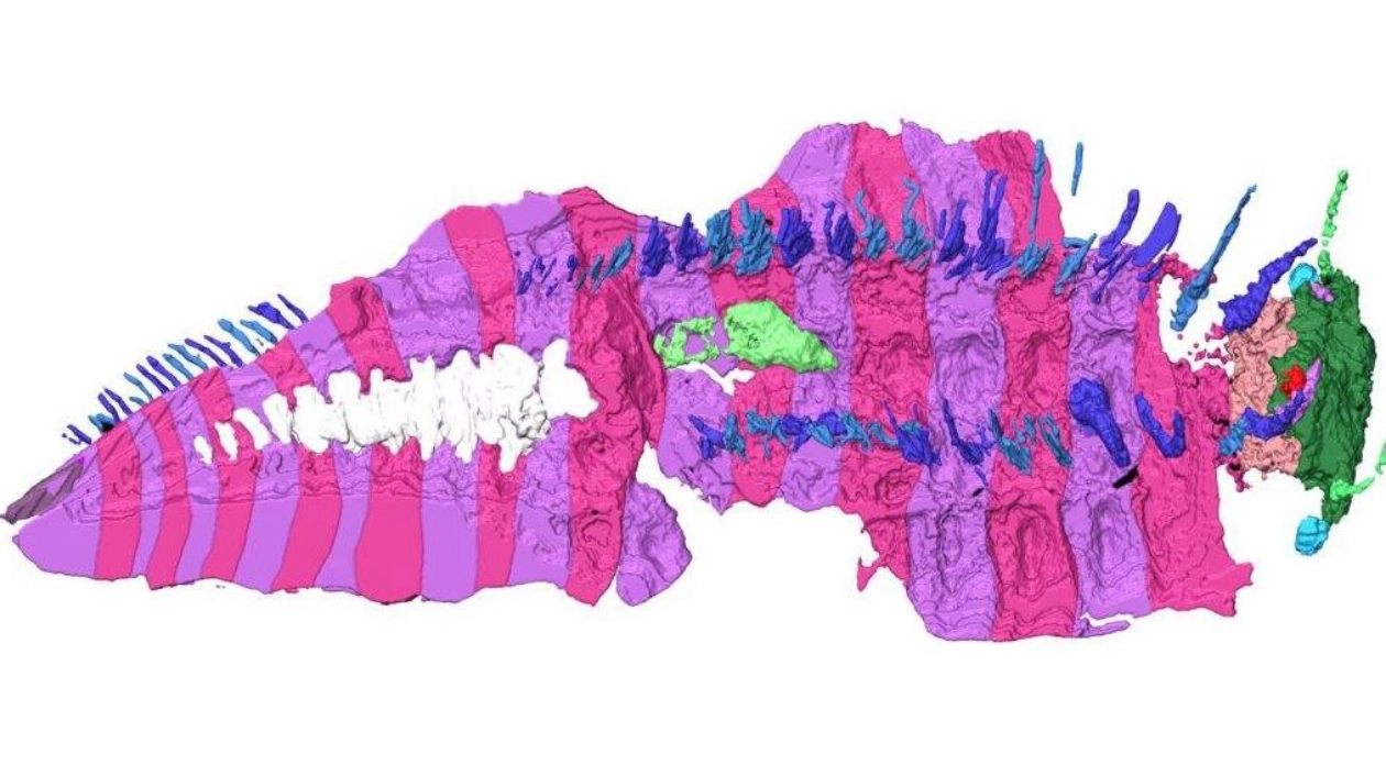 New Fossils Reveal Secrets of Ancient Giant Millipede