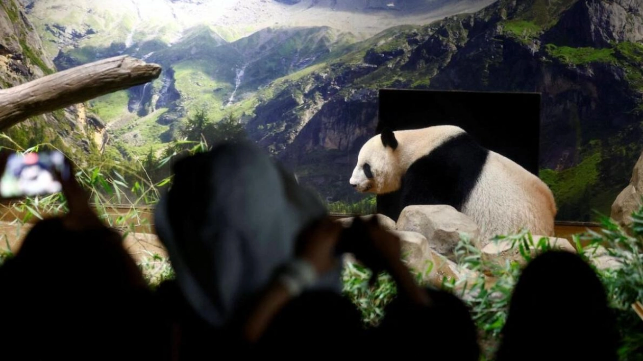 Beloved Japanese Pandas Return to China