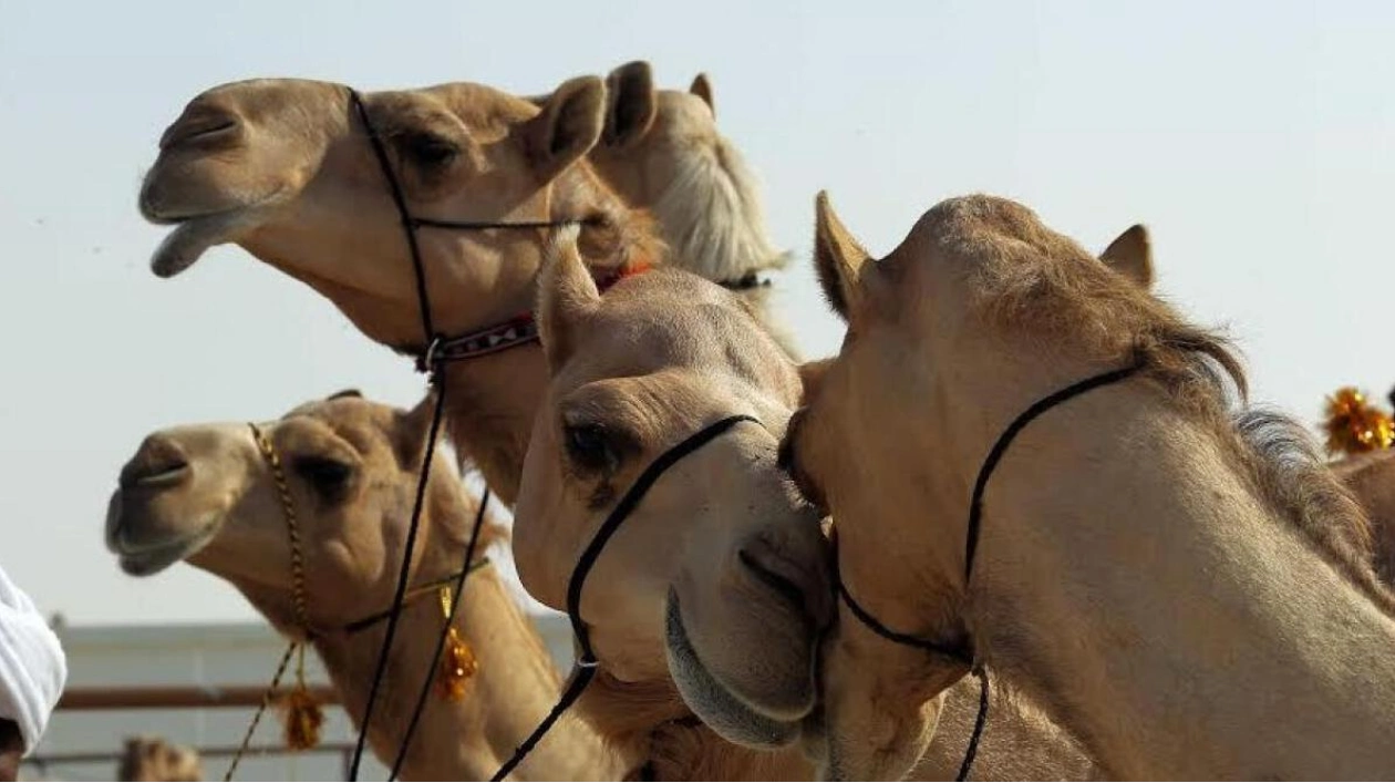 New Eco-Project in Sharjah to Feature Free-Roaming Animals