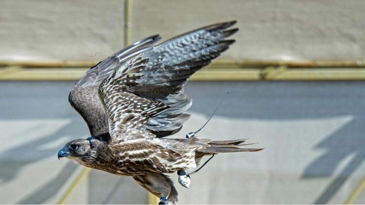 Five Arrested in Abu Dhabi for Illegal Falcon Hunting