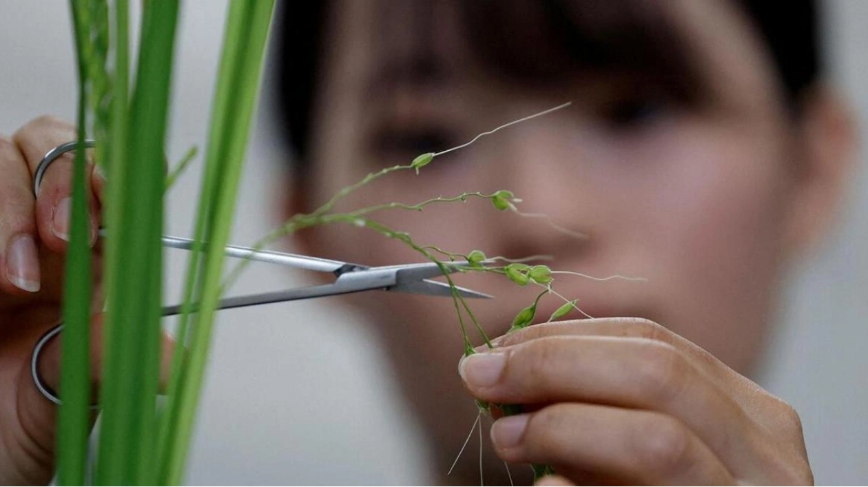 Japan Turns to Heat-Resistant Rice to Combat Supply Shortages