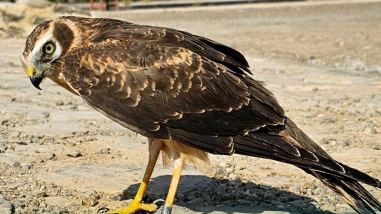 Bird of Prey Tracked in Fujairah During Migration