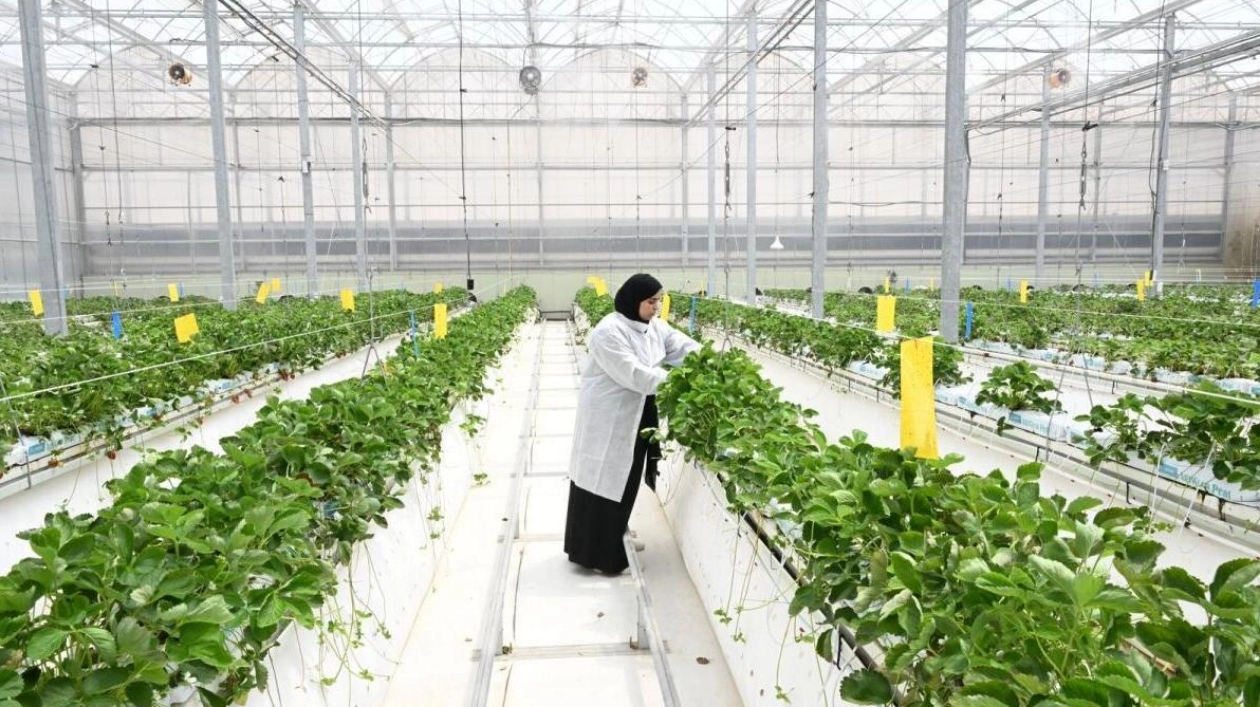 UAE's Agriculture Sector Poised for $4 Billion Growth by 2029