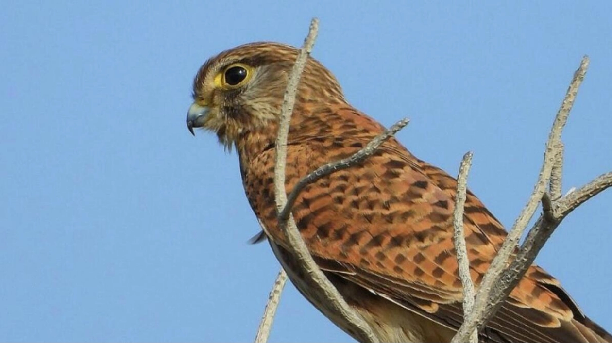 Rescue and Release of a Kestrel Falcon in Fujairah