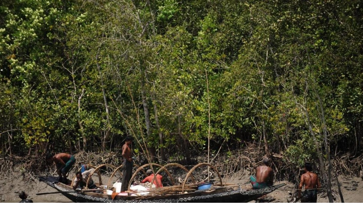 Bangladesh Charges 26 for Destroying Mangrove Forest