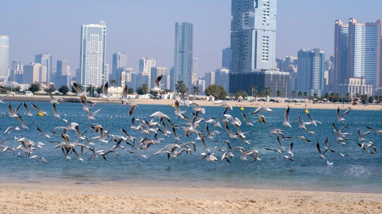 UAE Weather Forecast: Clear Skies with Occasional Cloudiness and Potential Rain