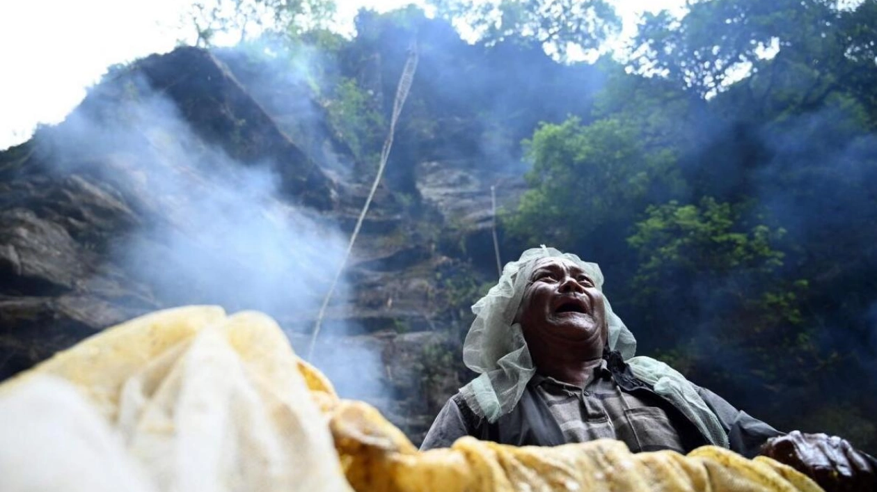 Himalayan Honey Hunters Face Threats from Climate Change