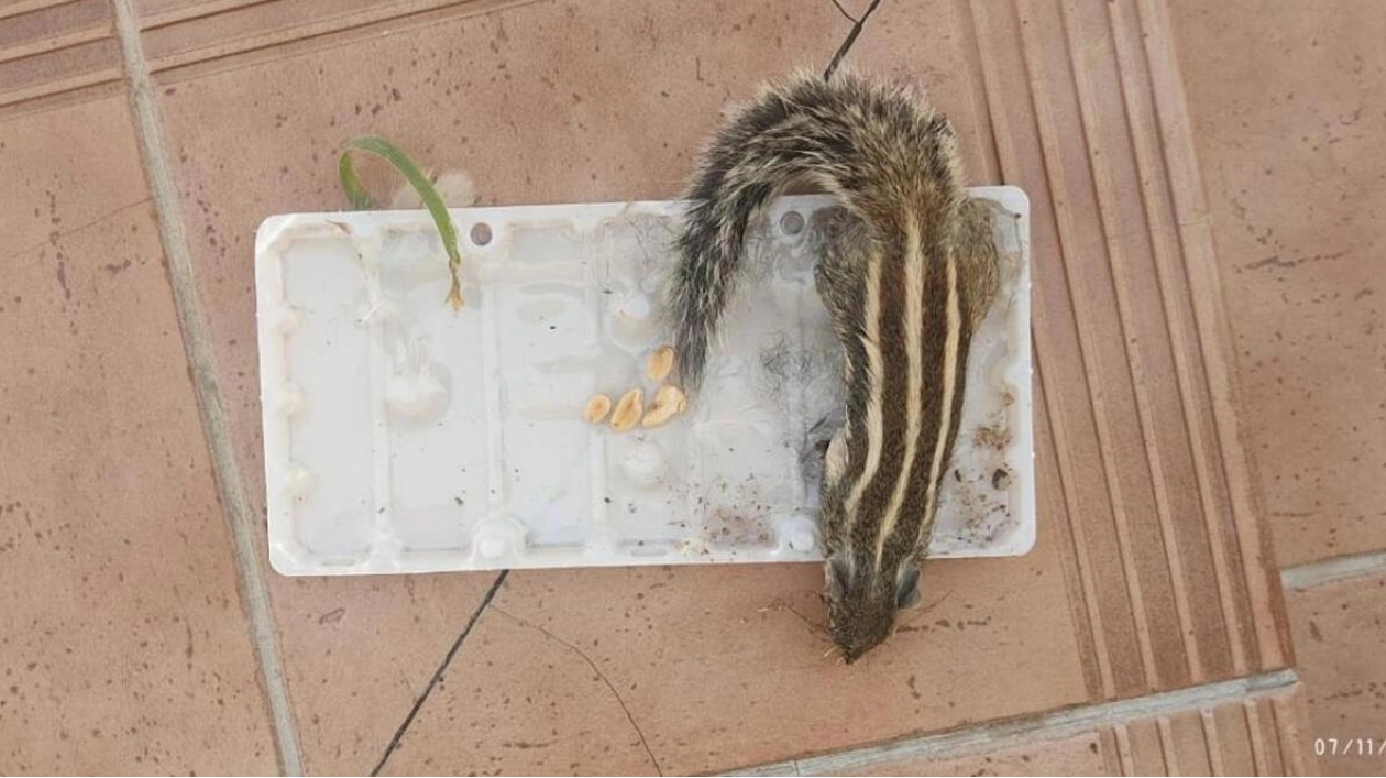 UAE Residents Seek Solutions to Squirrel Incursion in Residential Areas