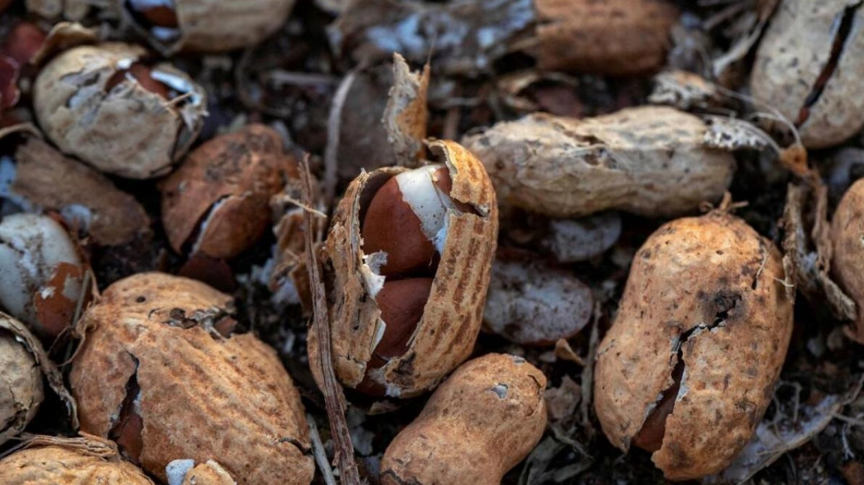 Australia Launches First National Peanut Allergy Treatment Program