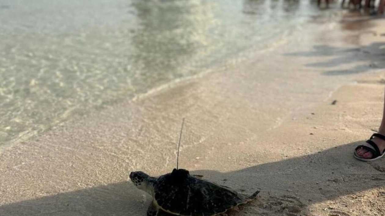 Dubai Turtle Rehabilitation Project: A Success Story of Marine Conservation