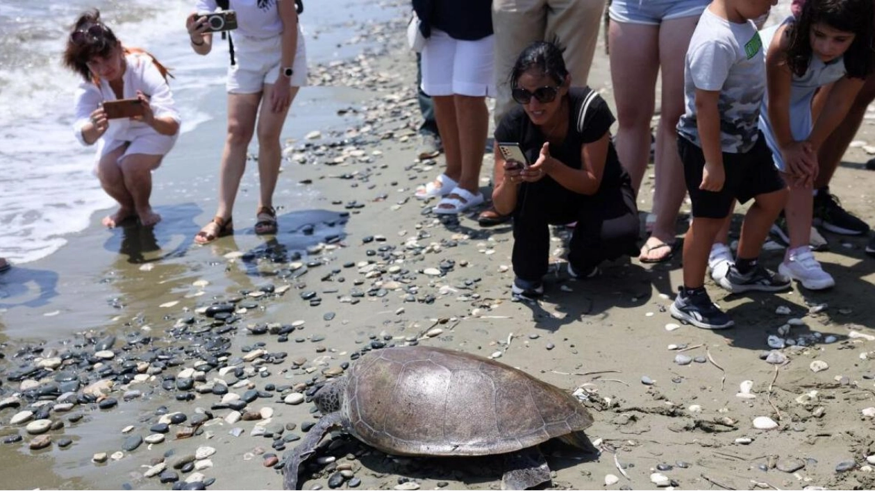 Endangered Green Sea Turtle Lucy Returns to Cyprus Waters