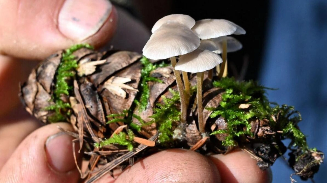 Discovering the Hidden World of Mushrooms