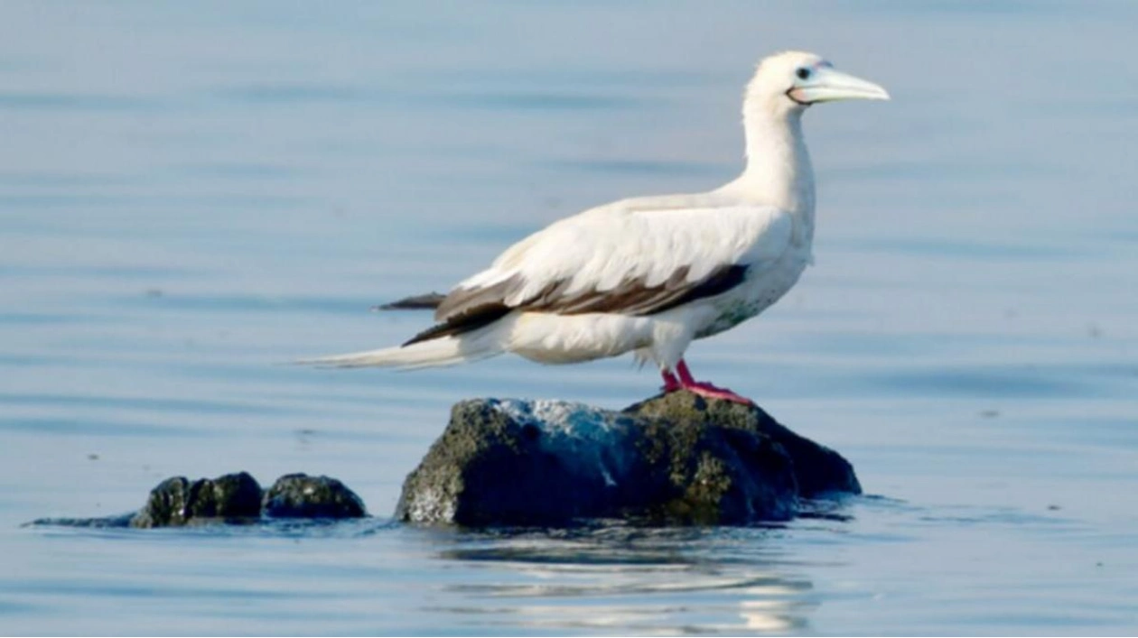 Rare Red-footed Booby Spotted in Abu Dhabi