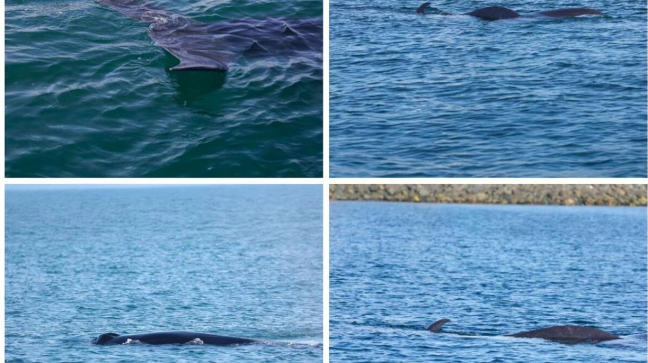 Rare Bryde's Whale Spotted Near Fujairah Port