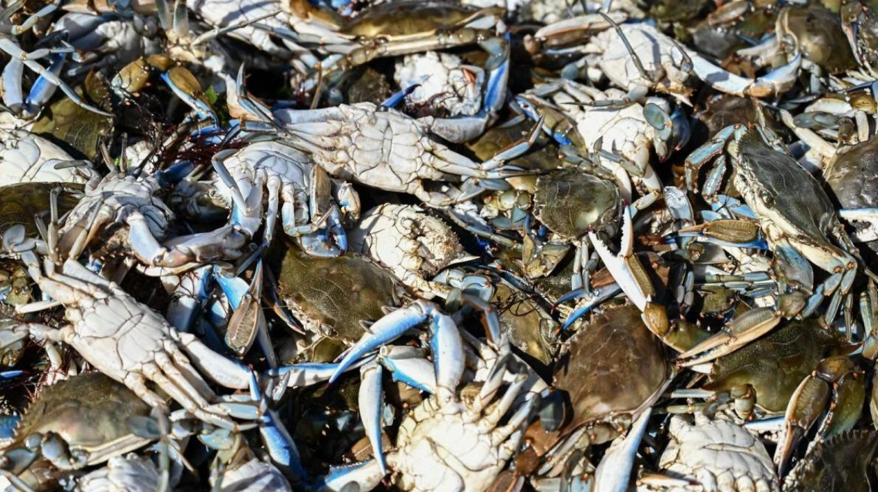 Italy Appoints Special Commissioner to Combat Blue Crab Invasion