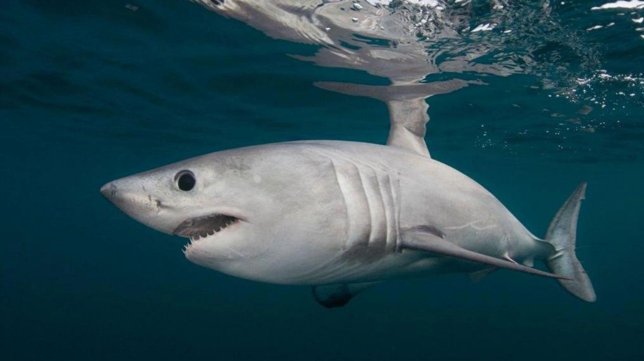 First Documented Case of Adult Porbeagle Preyed Upon by Great White Shark