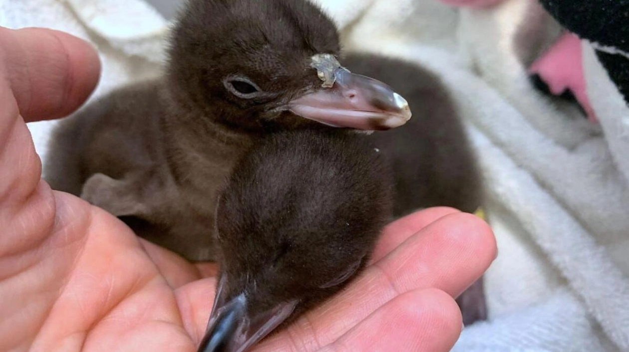 Yellow-Eyed Penguin Crowned New Zealand's Bird of the Year 2024