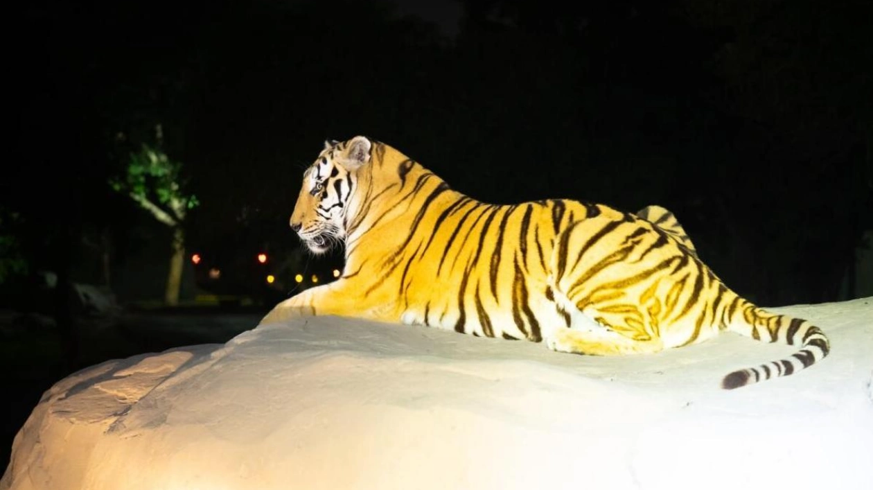 Dubai Safari Park Launches Night Safari Experience