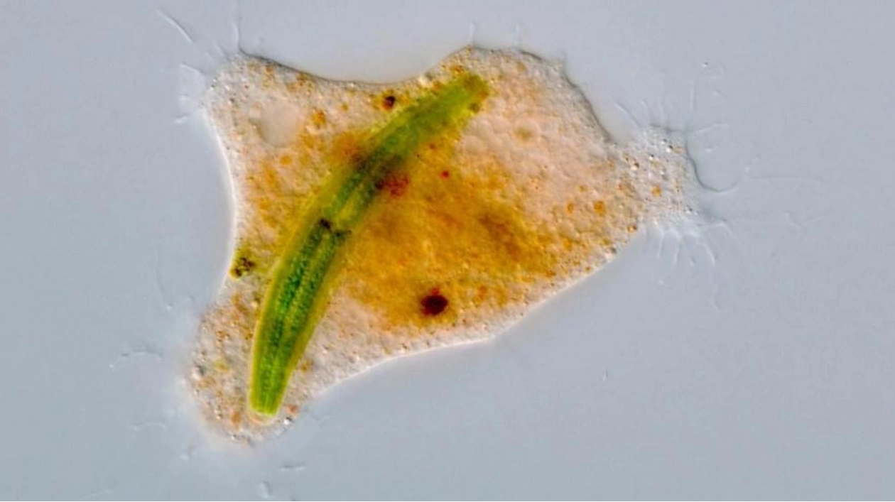 New Microbial Predator Discovered in German Waters