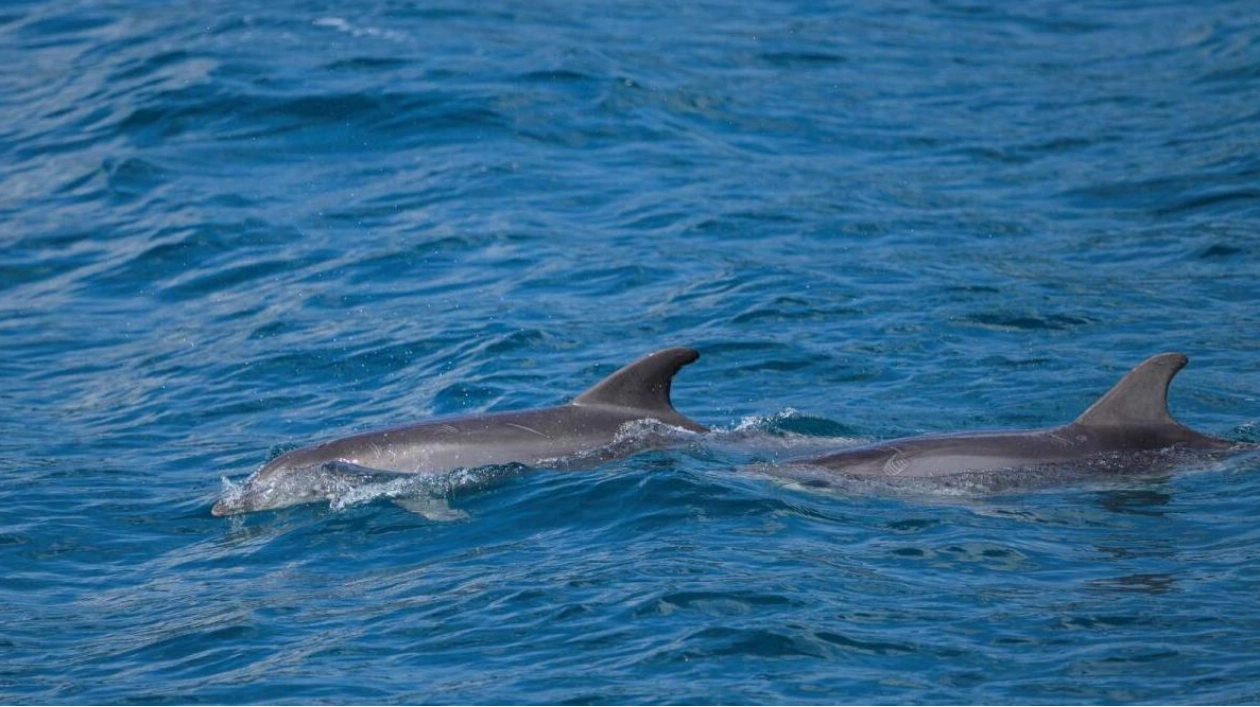 Dolphins Thrive in Istanbul's Bosphorus Strait Despite Urban Challenges