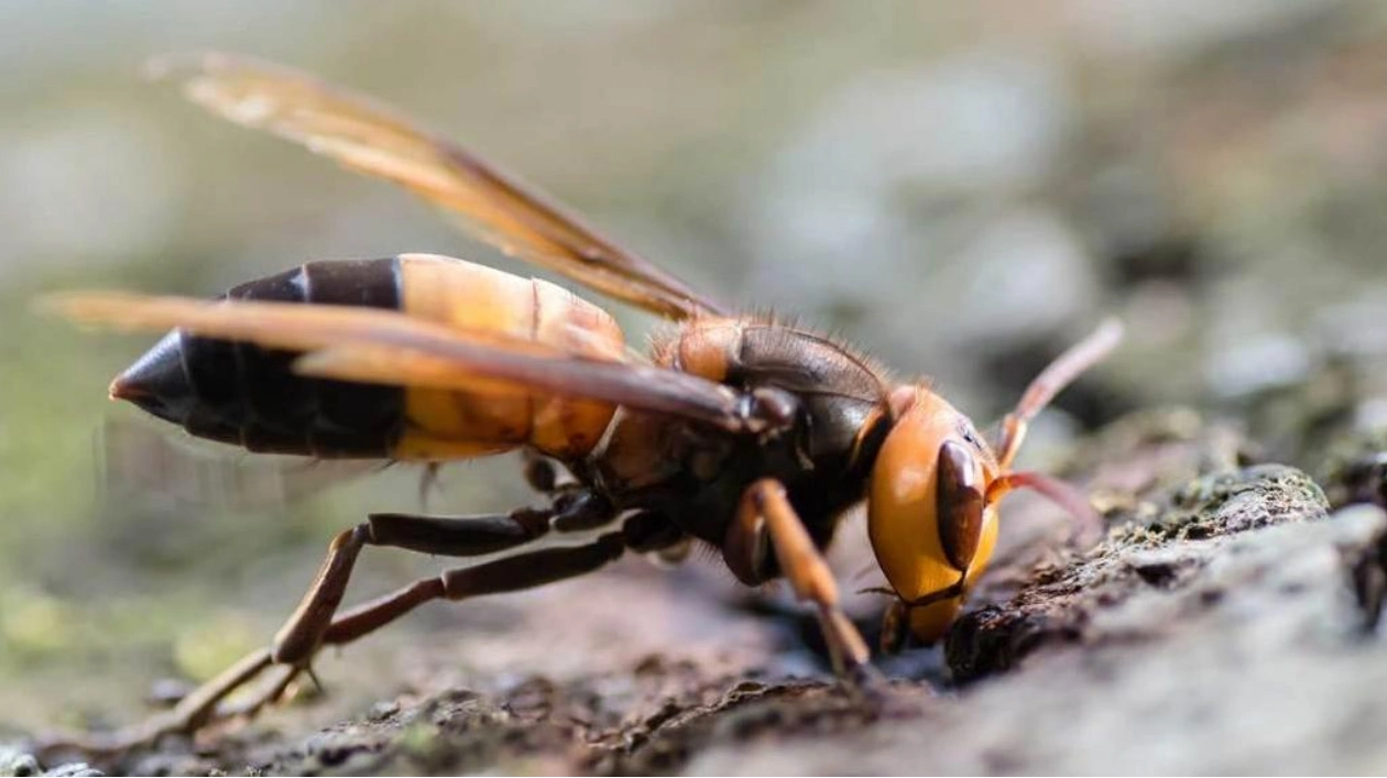 Colossal Hornets Invade Europe for the First Time