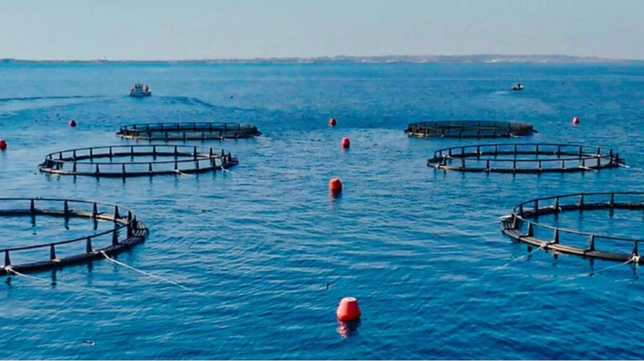 Abu Dhabi Launches Pioneering Sea Cage Aquaculture Project