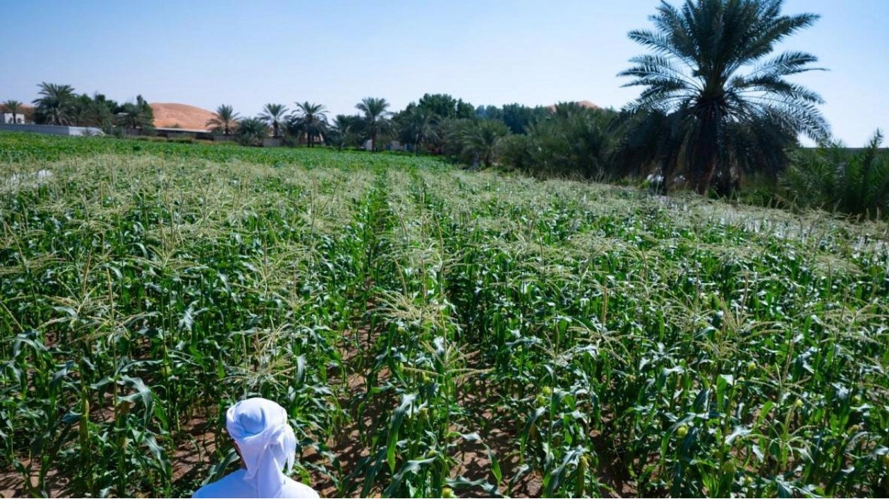 From Barren Land to Thriving Oasis: A UAE Farm's Journey