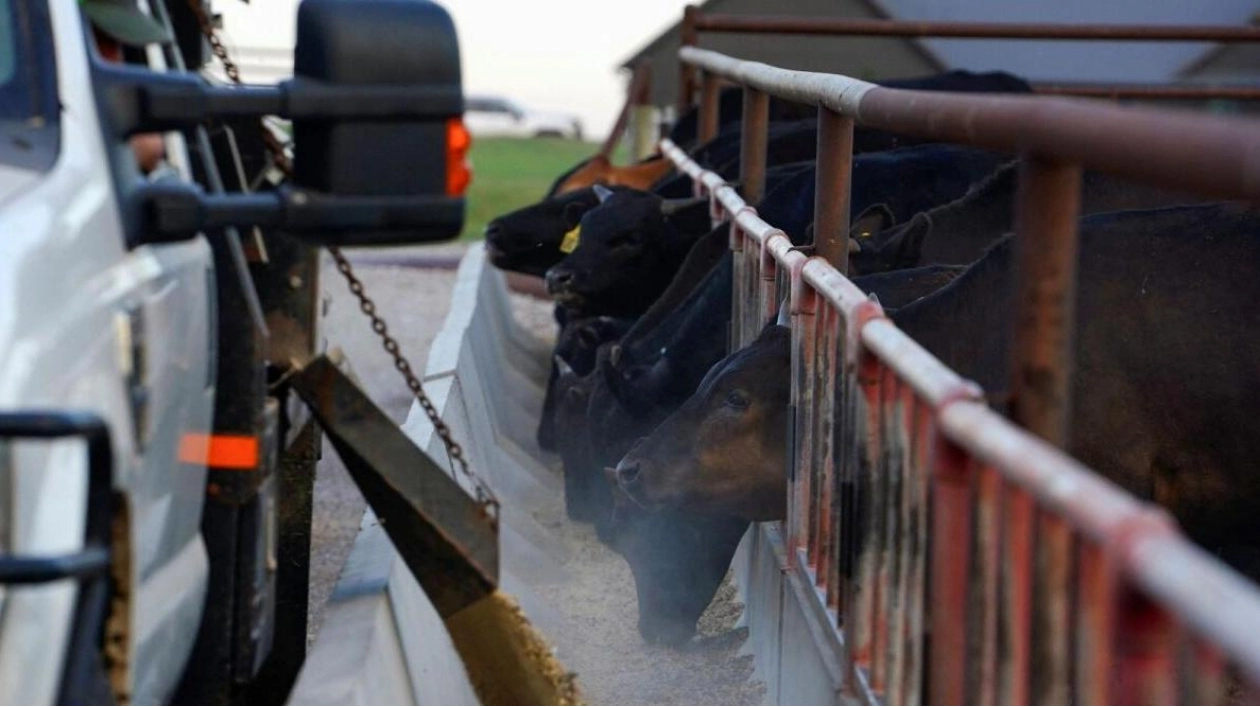 Oklahoma Detects Bird Flu in Dairy Cattle, 13th US State Affected