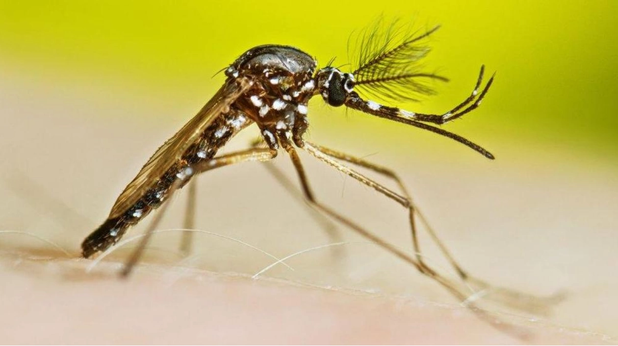 Male Mosquitoes May Be Bloodthirsty Too